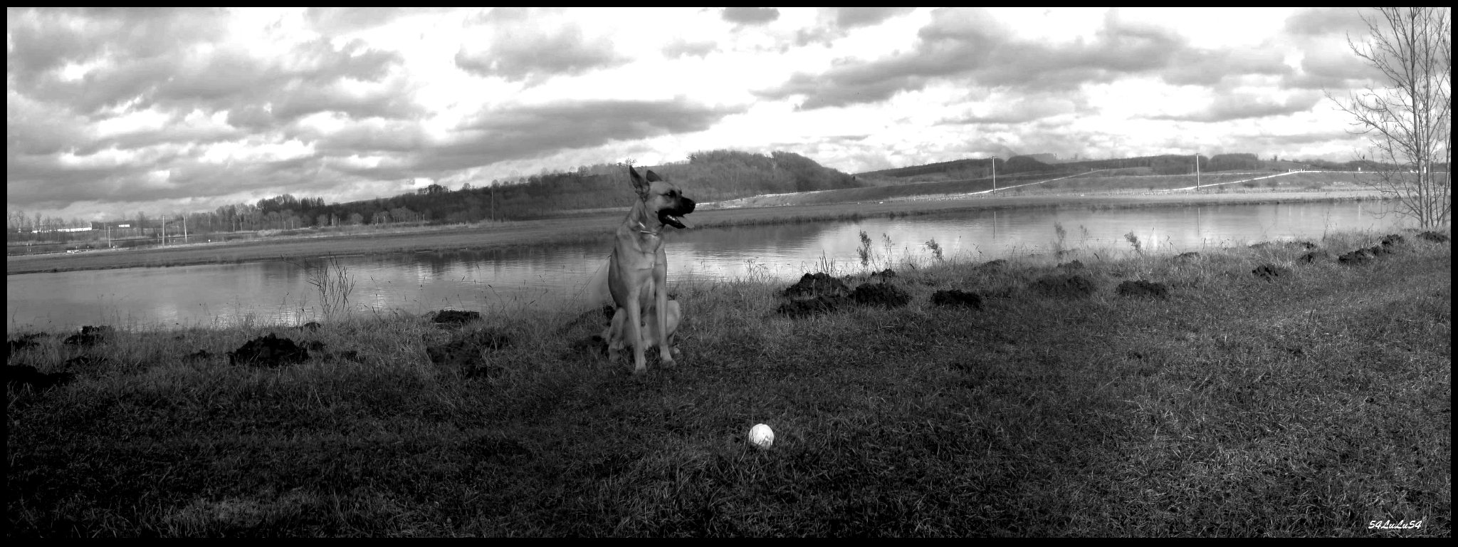 Wallpapers Animals Dogs paysage nature chien noir et blanc