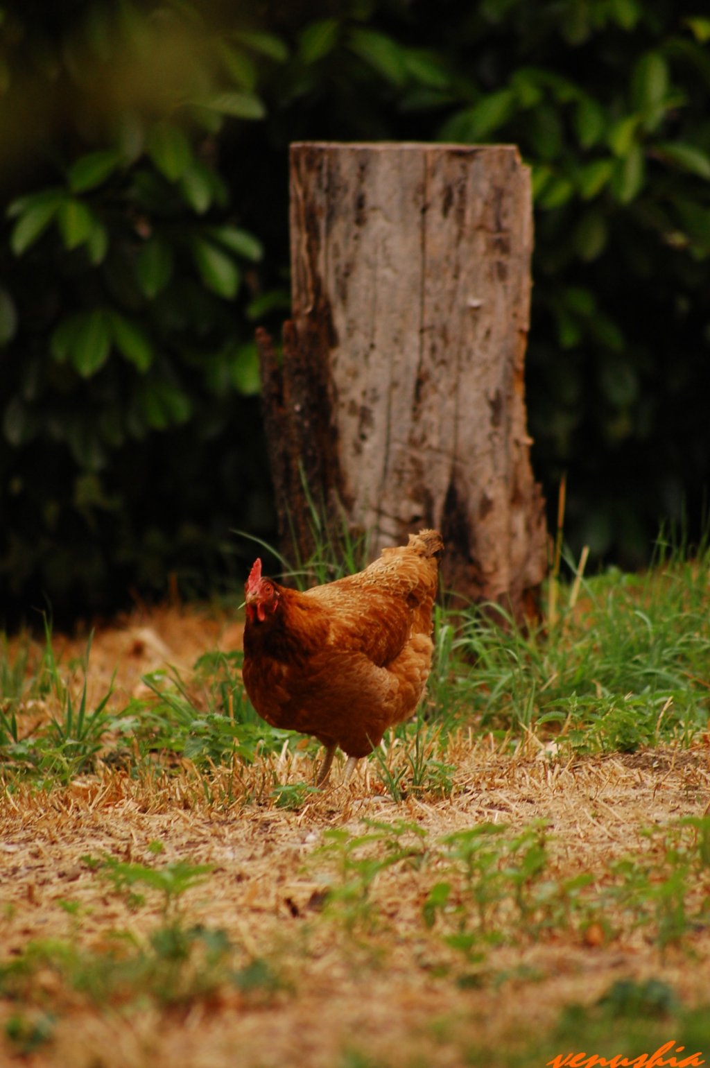 Fonds d'cran Animaux Oiseaux - Poules et Coqs 