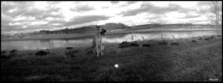 Fonds Décran Animaux Fonds Décran Chiens Paysage Nature