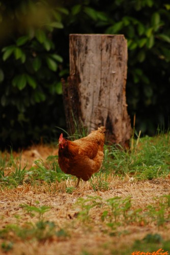 Fonds d'cran Animaux Oiseaux - Poules et Coqs Wallpaper N257460