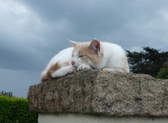 Fonds d'cran Animaux Chat de l'ile de Brhat