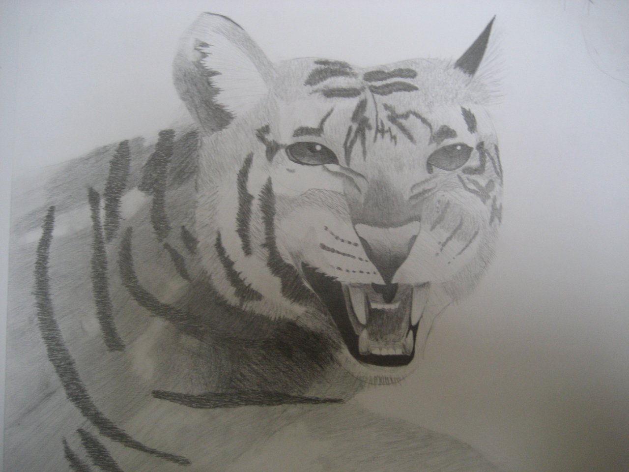 Fonds d'cran Art - Crayon Animaux - Tigres Tigre