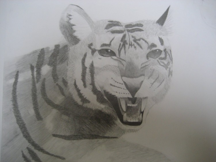 Wallpapers Art - Pencil Animals - Tigers Tigre