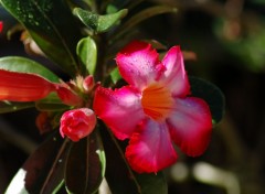 Fonds d'cran Nature fleur de tipanier