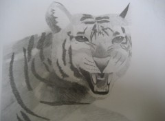 Wallpapers Art - Pencil Tigre