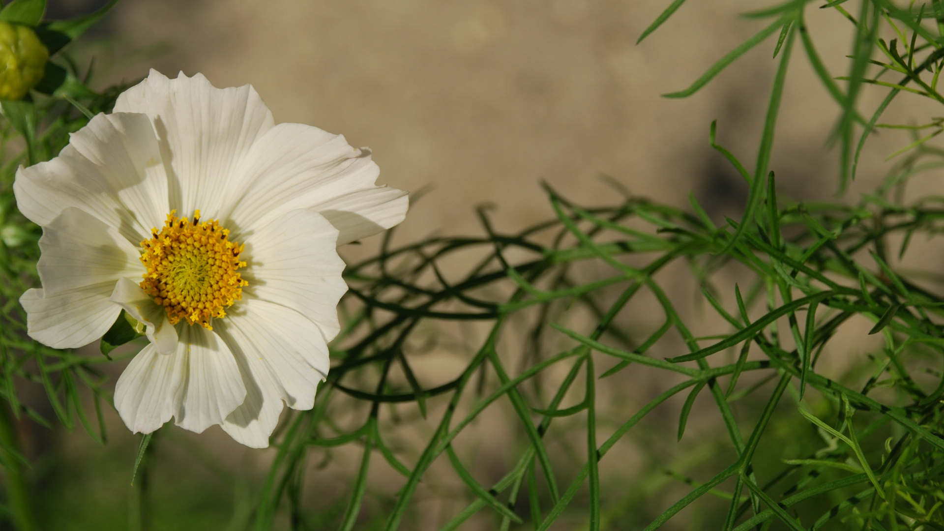 Fonds d'cran Nature Fleurs Cosmos en dentelle