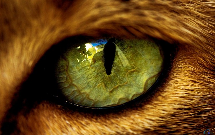 Wallpapers Animals Cats - Kittens Yeux de chats