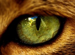 Wallpapers Animals Yeux de chats
