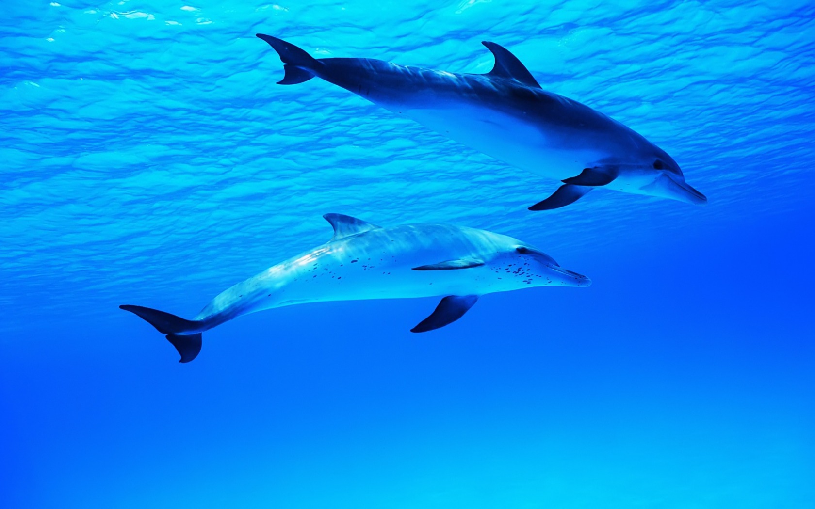 Fonds d'cran Animaux Vie marine - Dauphins Dauphins