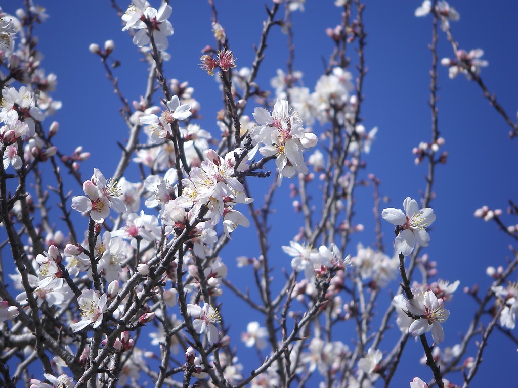 Fonds d'cran Art - Numrique Nature - Arbres, Plantes amandier en fleur