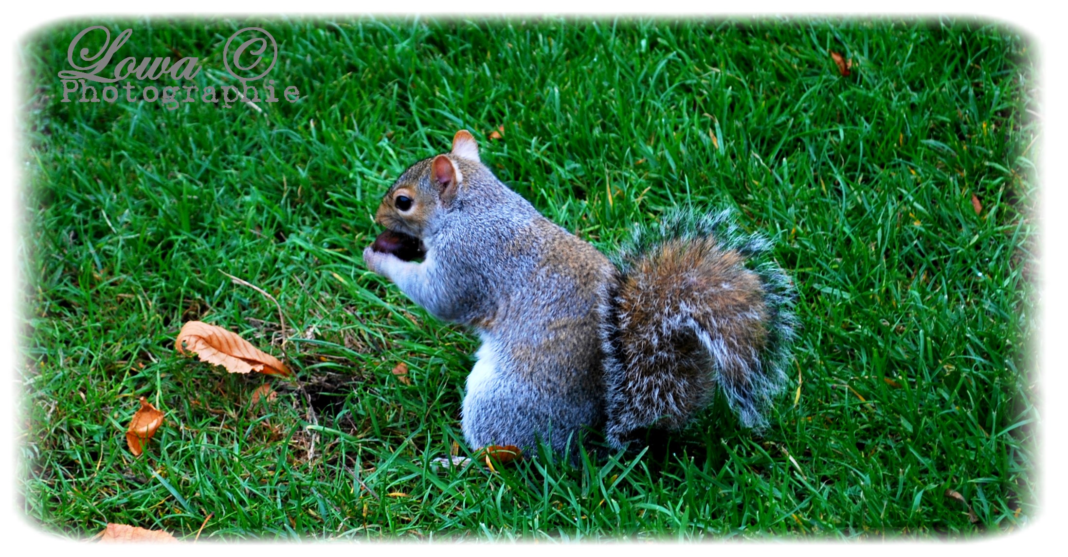 Fonds d'cran Animaux Rongeurs - Ecureuils 