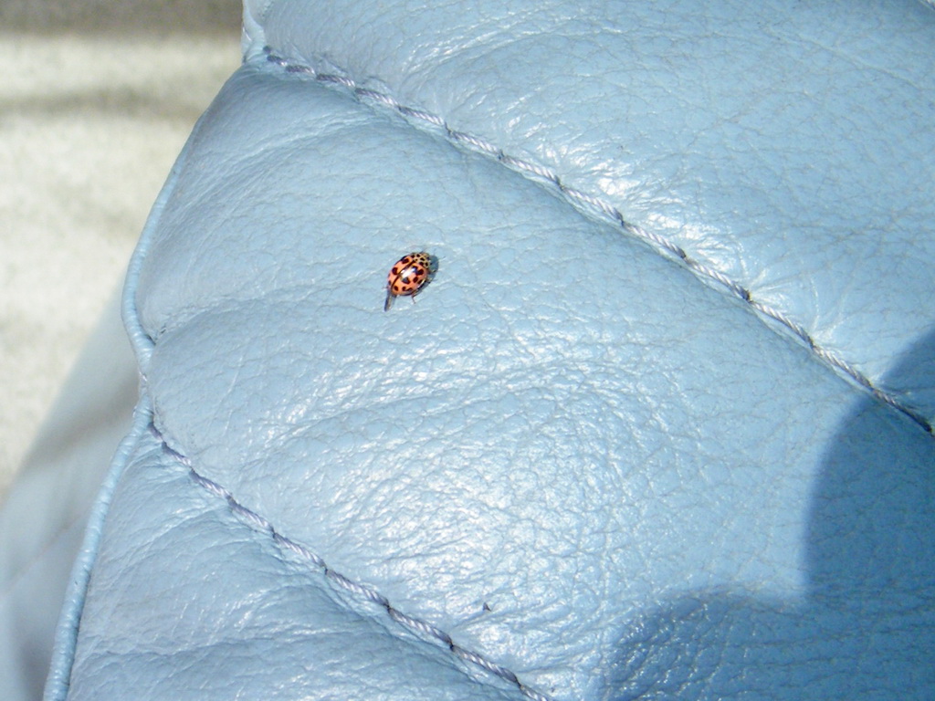 Wallpapers Animals Insects - Ladybugs 