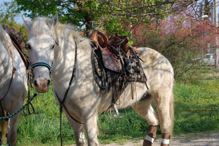 Fonds d'cran Animaux Chevaux Wallpaper N257618