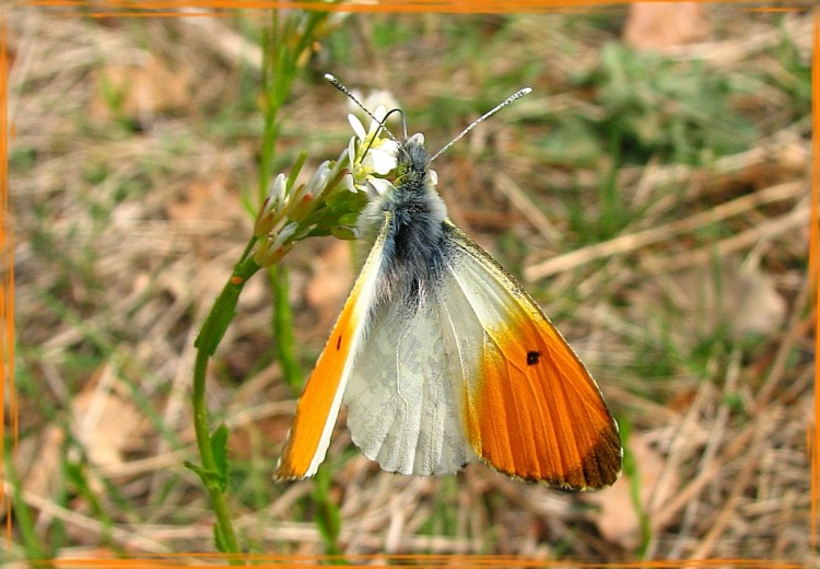 Wallpapers Animals Insects - Butterflies l'aurore