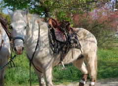 Fonds d'cran Animaux Image sans titre N257618