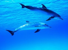 Fonds d'cran Animaux Dauphins