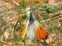 Fonds d'cran Animaux l'aurore