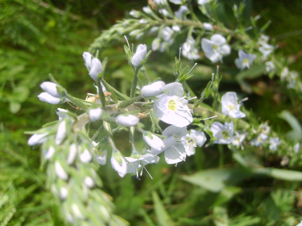 Fonds d'cran Nature Fleurs 