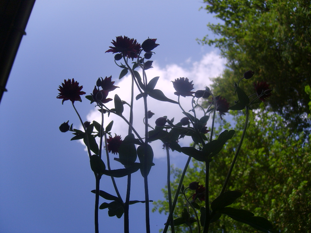 Fonds d'cran Nature Fleurs ancolie