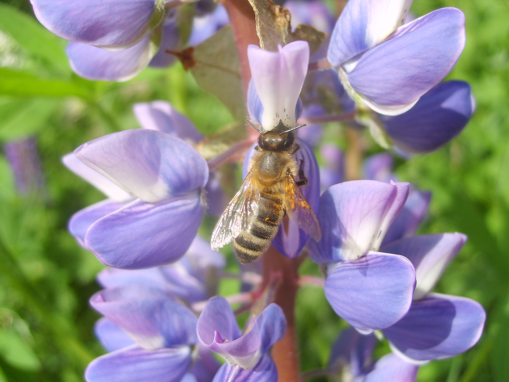 Fonds d'cran Nature Fleurs lupin