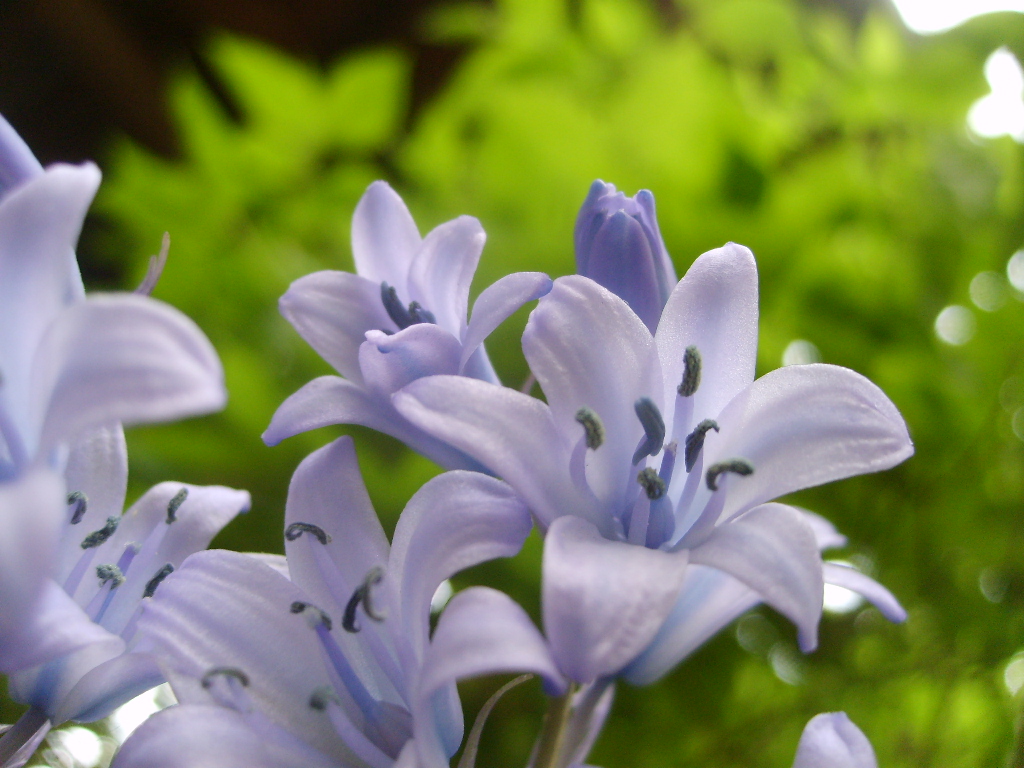 Fonds d'cran Nature Fleurs jachintes