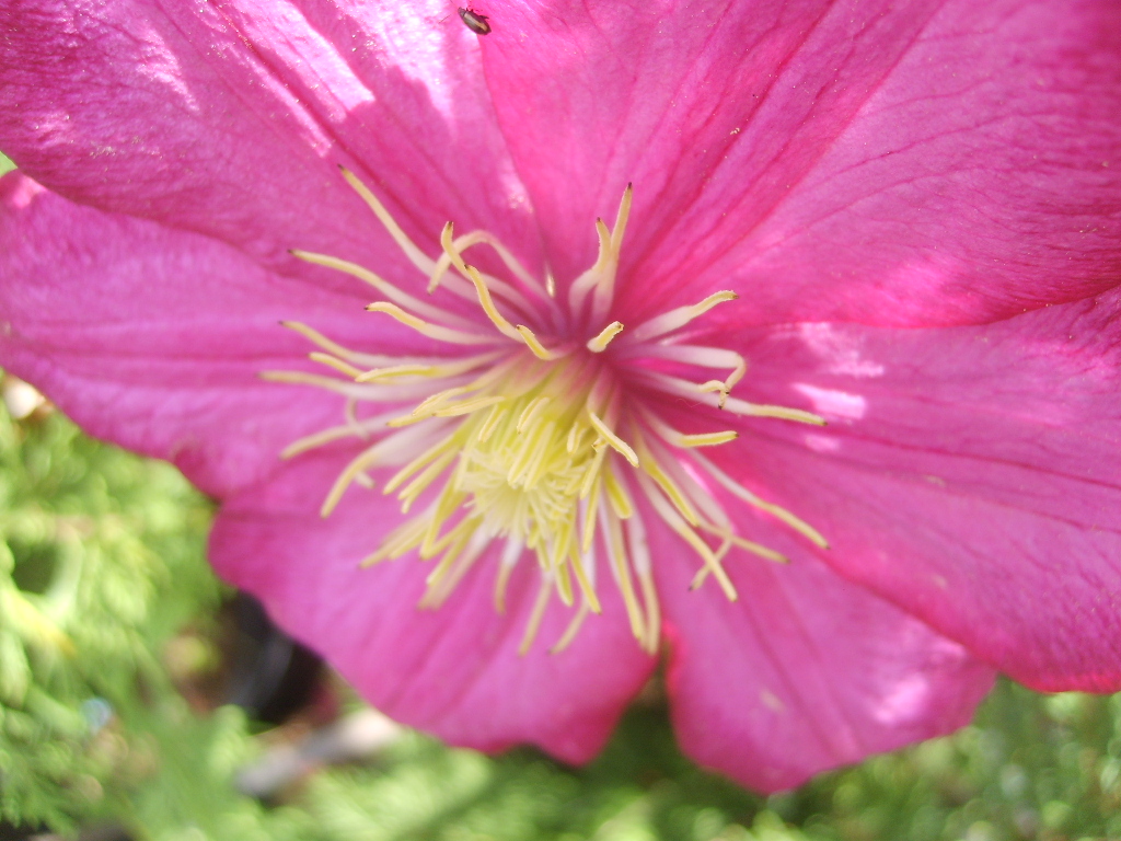 Fonds d'cran Nature Fleurs 