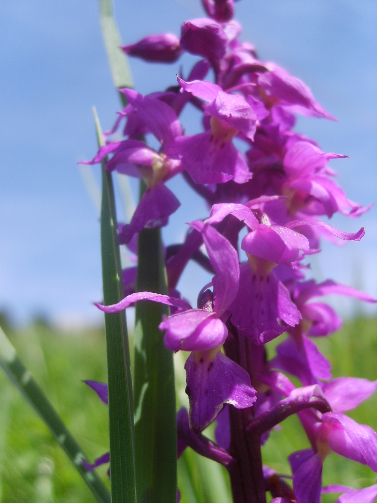 Wallpapers Nature Flowers orchide