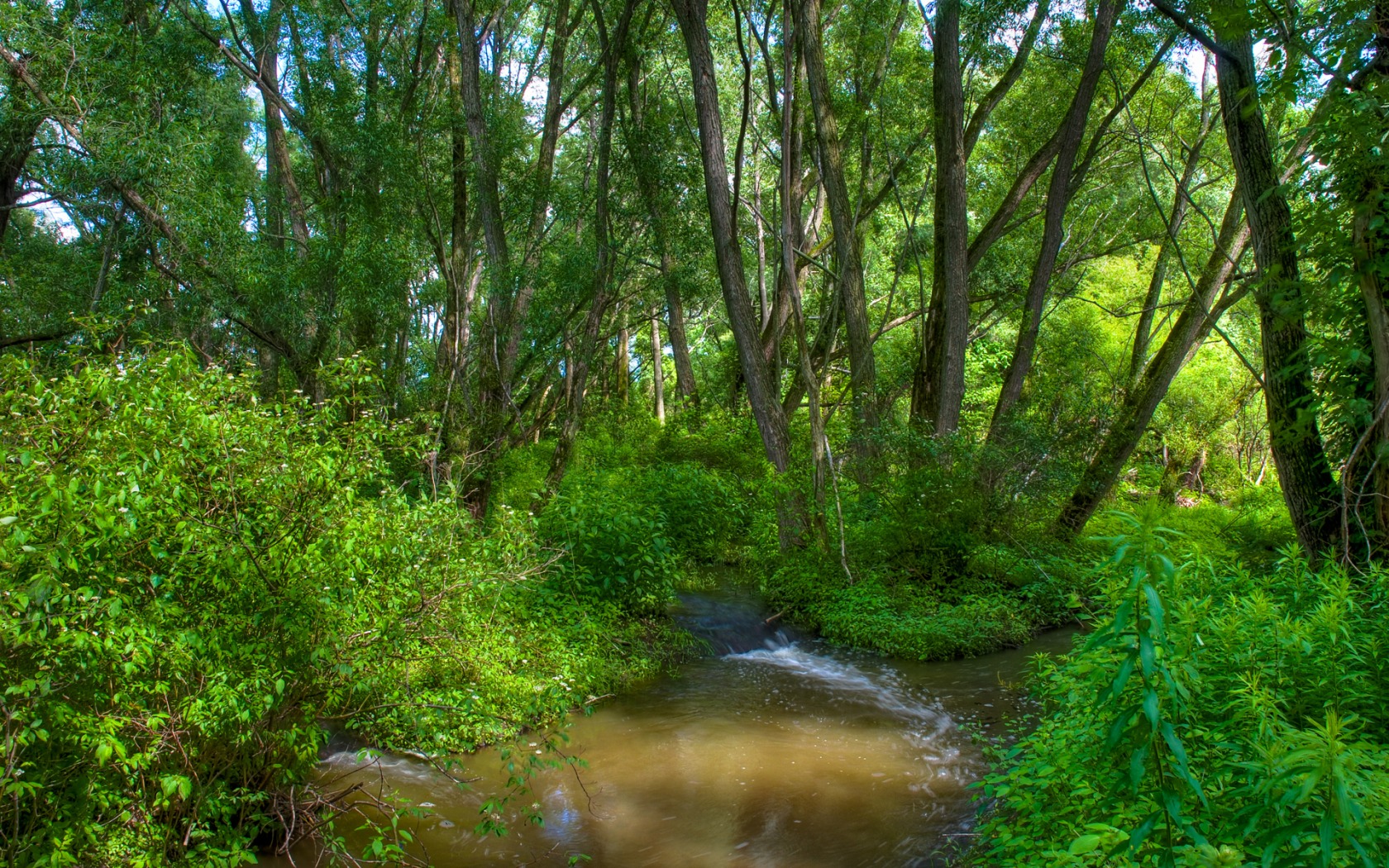 Fonds d'cran Nature Arbres - Forts 