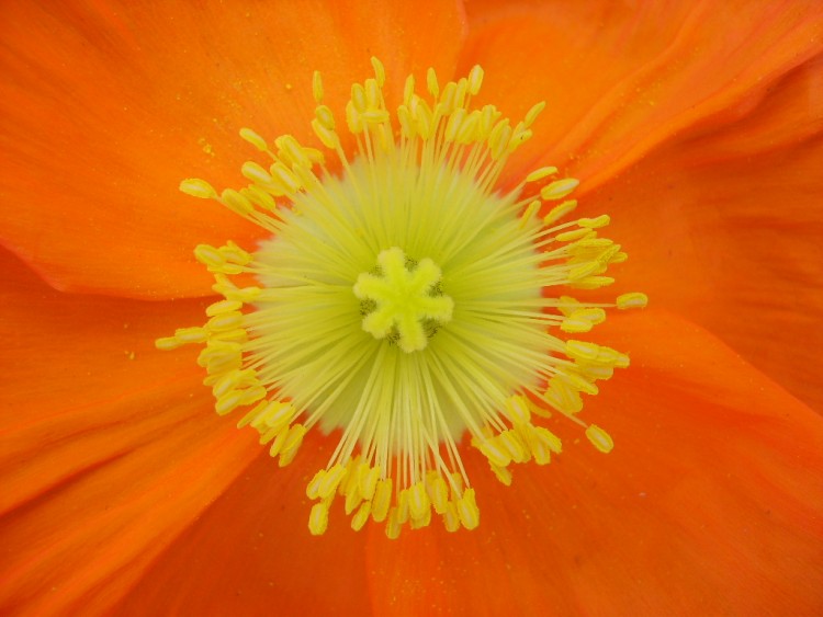 Fonds d'cran Nature Fleurs pavot