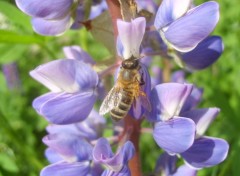 Fonds d'cran Nature lupin