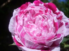 Fonds d'cran Nature rose