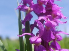 Fonds d'cran Nature orchide