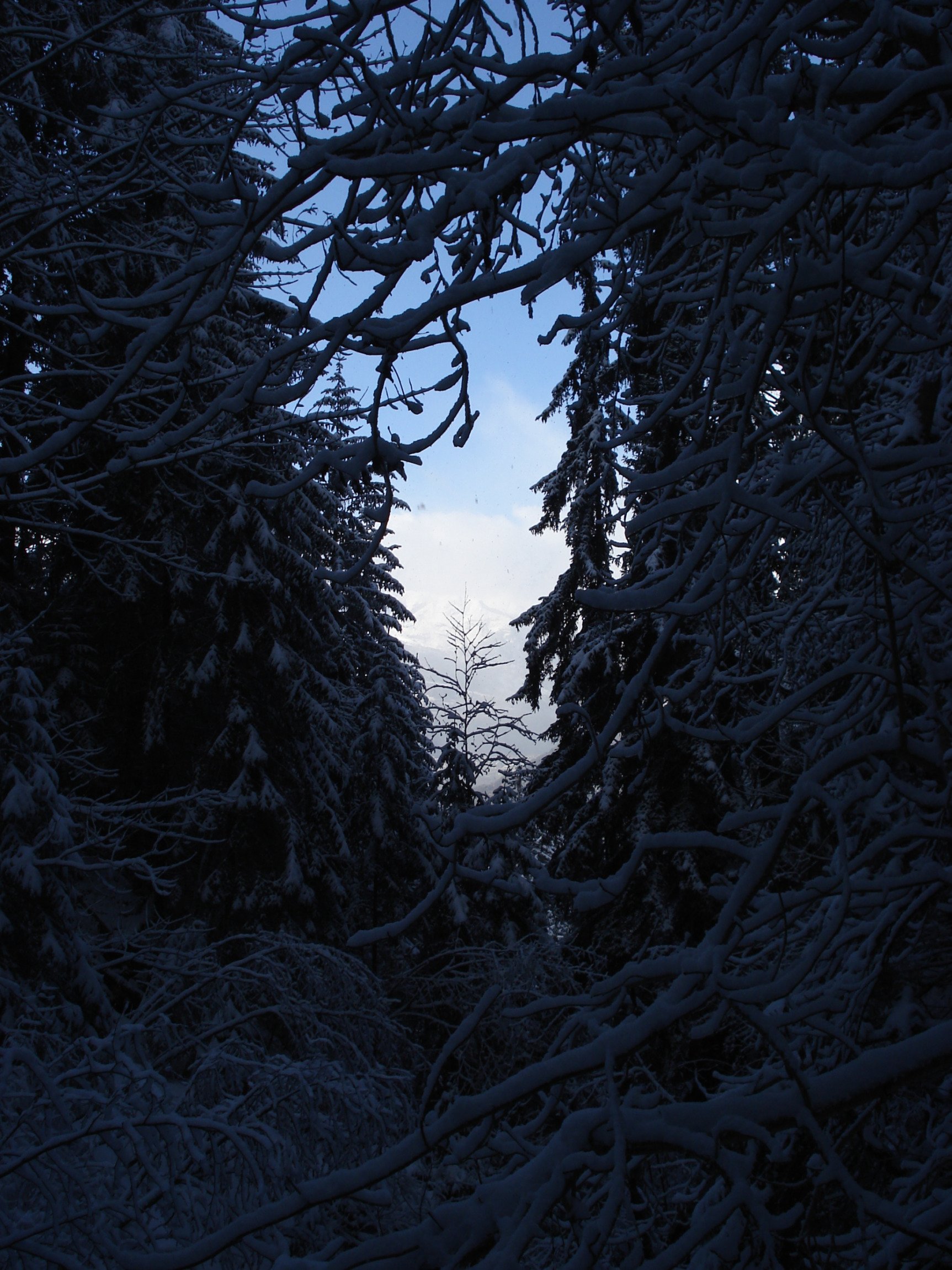 Fonds d'cran Nature Arbres - Forts 