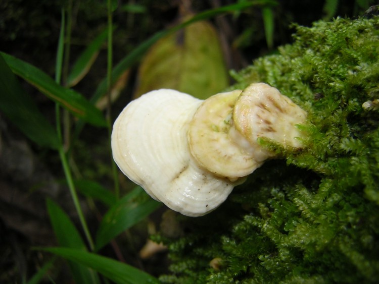 Fonds d'cran Nature Mousses - Lichens Mini champignon