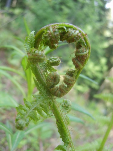 Fonds d'cran Nature Fleurs fougre