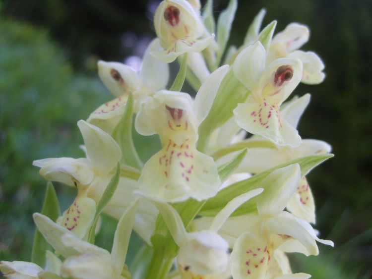 Fonds d'cran Nature Fleurs orchide