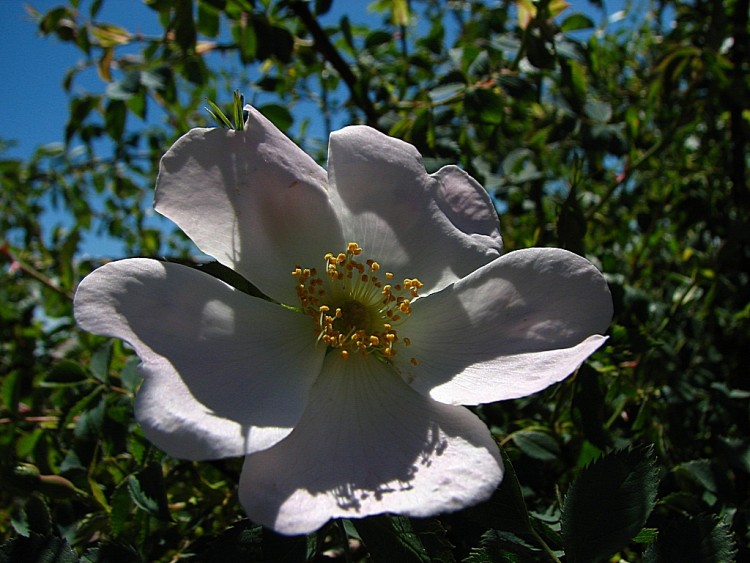 Fonds d'cran Nature Fleurs Le rosier des chiens 