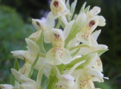 Fonds d'cran Nature orchide