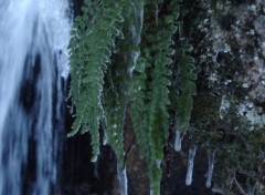 Fonds d'cran Nature fougre gele