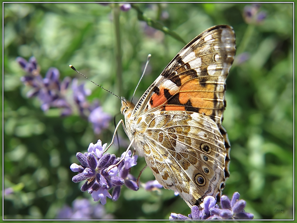 Wallpapers Animals Insects - Butterflies Papillon belle dame 90909 2