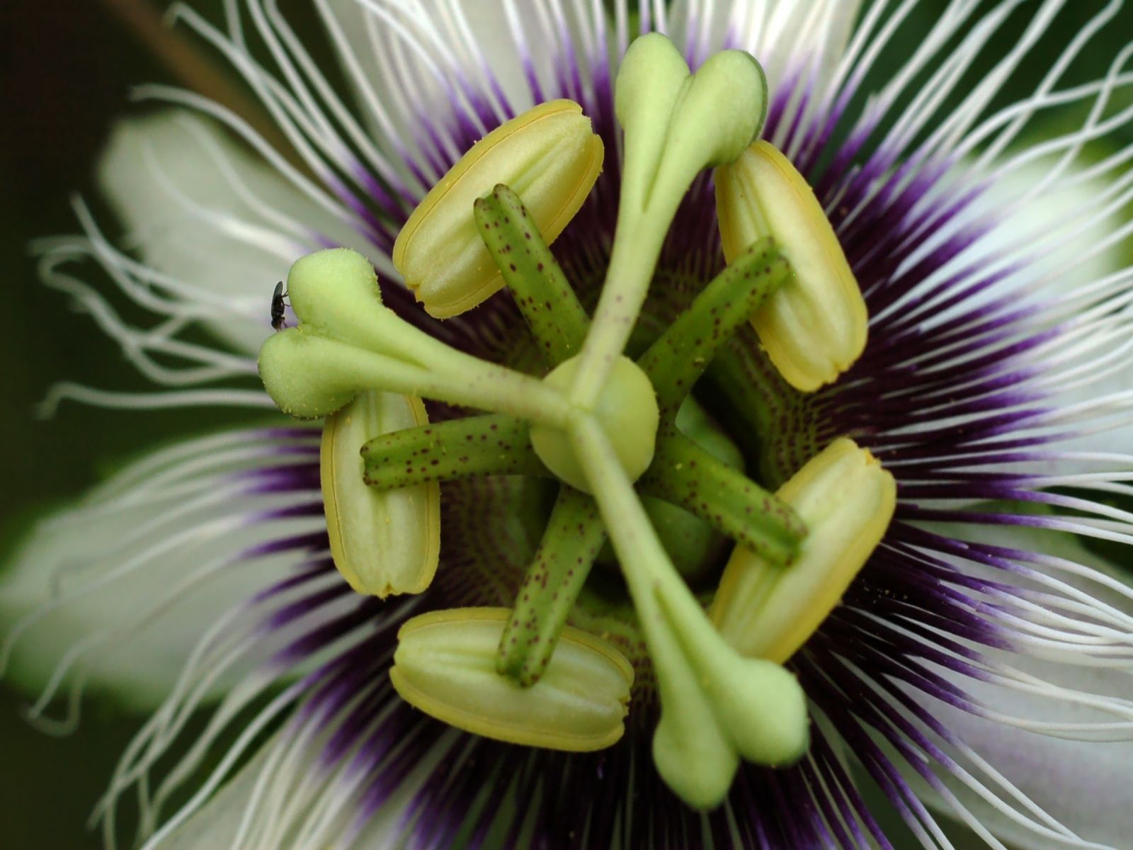 Fonds d'cran Nature Fleurs Coeur de passiflore