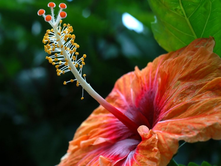 Fonds d'cran Nature Fleurs coeur d'hibiscus