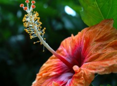 Fonds d'cran Nature coeur d'hibiscus