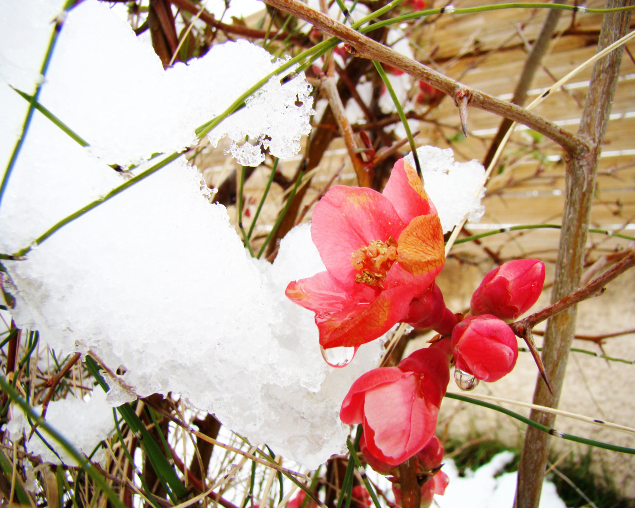 Fonds d'cran Nature Fleurs 