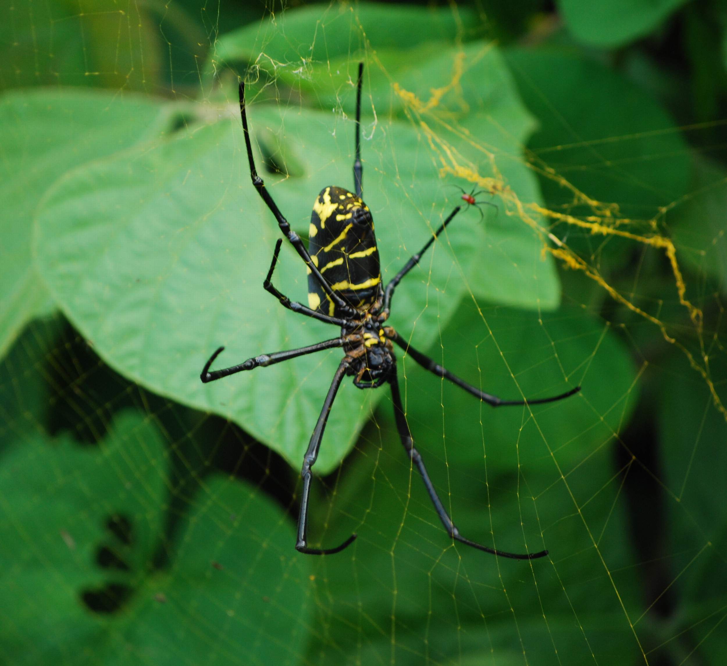 Fonds d'cran Animaux Araignes NEPHILA KOMACI ET SON  MALE