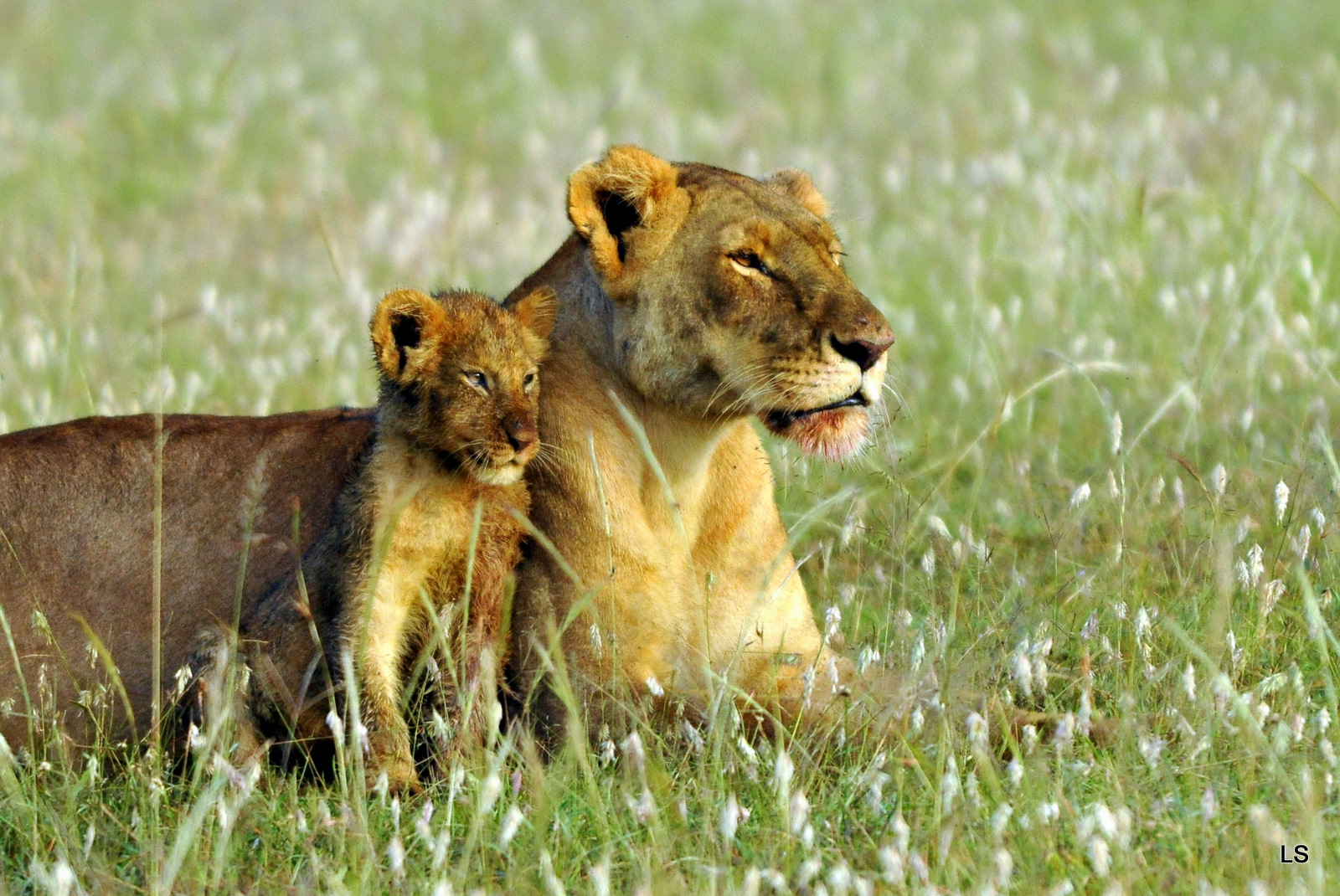 Fonds d'cran Animaux Flins - Lions L'aube d'un nouveau jour