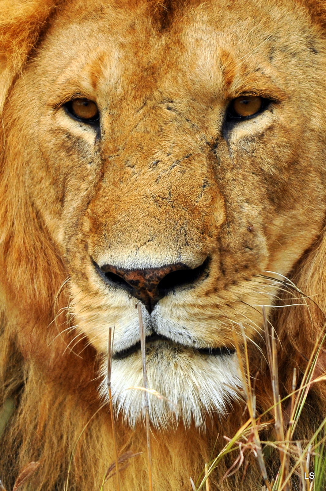 Fonds d'cran Animaux Flins - Lions Le roi des animaux