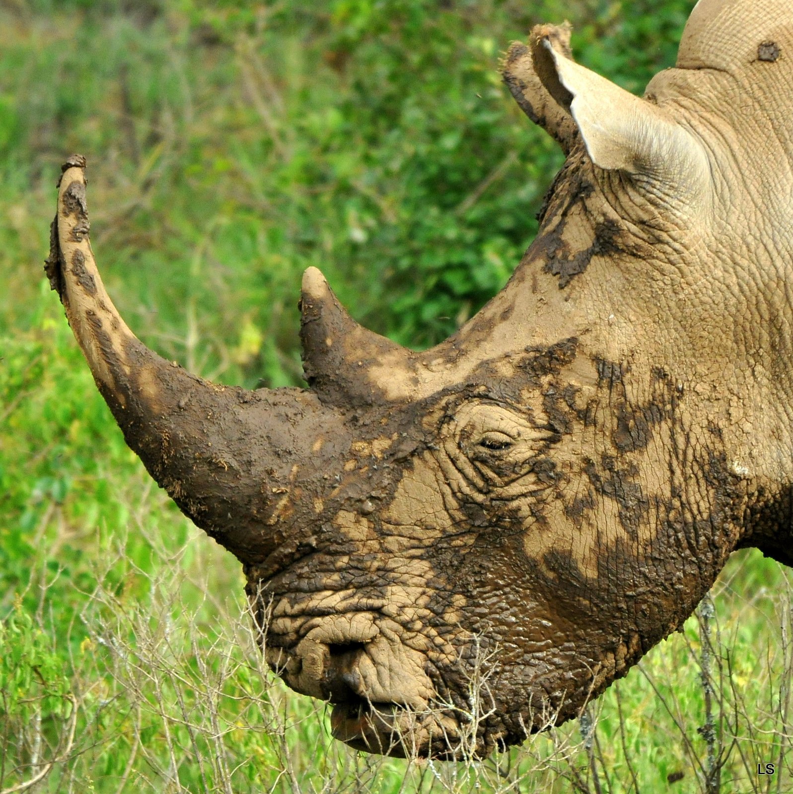 Fonds d'cran Animaux Rhinocros La licorne