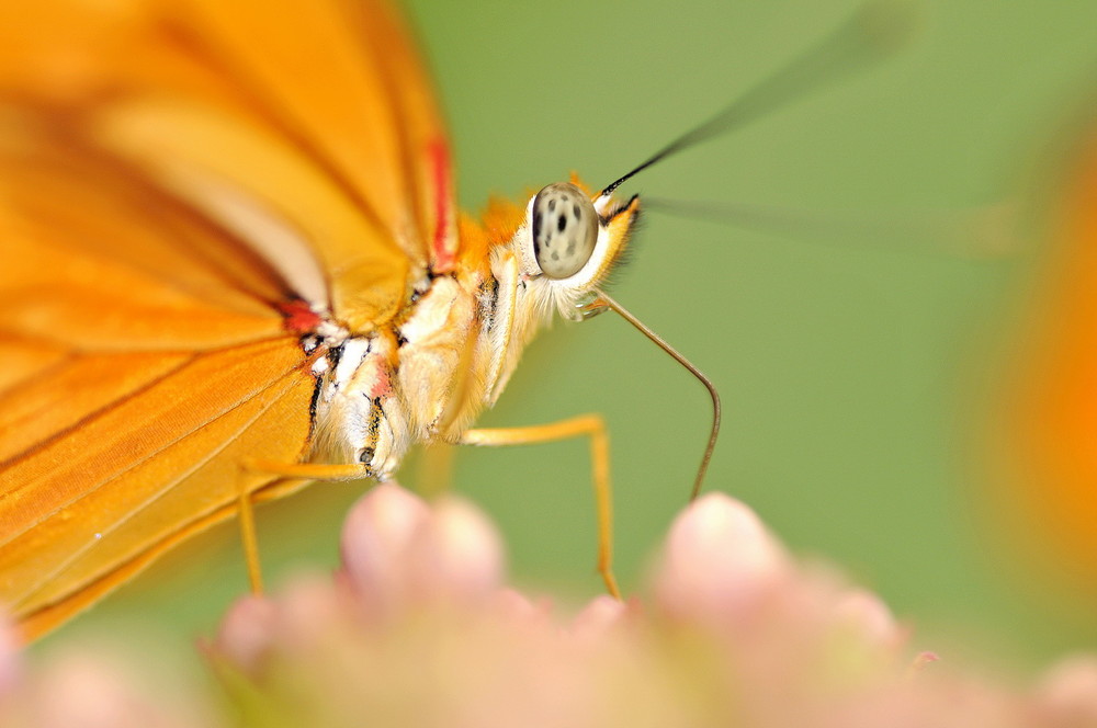 Fonds d'cran Animaux Insectes - Papillons 