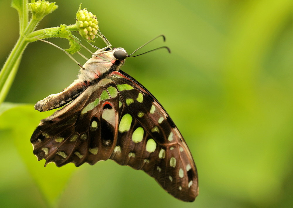 Fonds d'cran Animaux Insectes - Papillons 